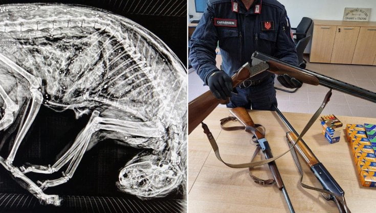 Spara a pallettoni contro un gatto: condannato 82enne