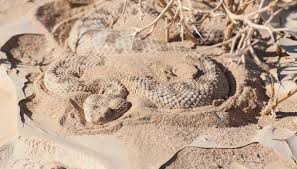 Rischia due volte la vita per il morso di una vipera e viene multato: detenuta in casa uno “zoo” di animali esotici