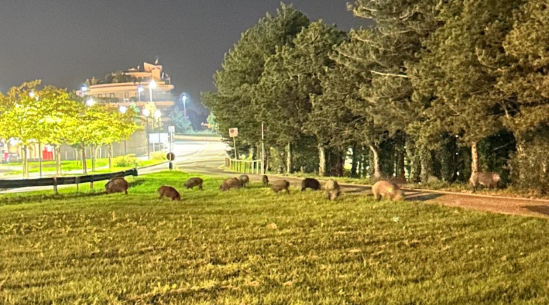 L’Opposizione all’attacco: “E’ vero che Pedini Amati ha vinto il concorso da guardia ecologica?”