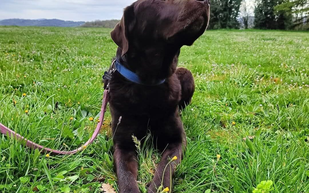 Addio a Murdoch, il cane eroe avvelenato a Faetano