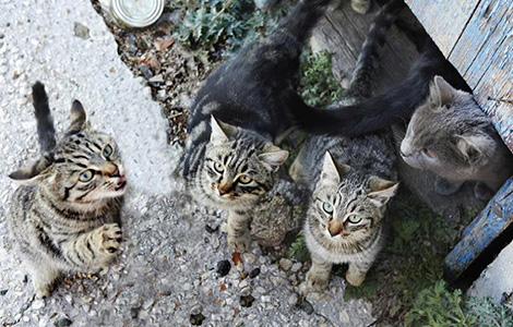 Dopo il killer dei cani…il mistero dei gatti scomparsi. La Repubblica si veste di paura per gli animali di affezione