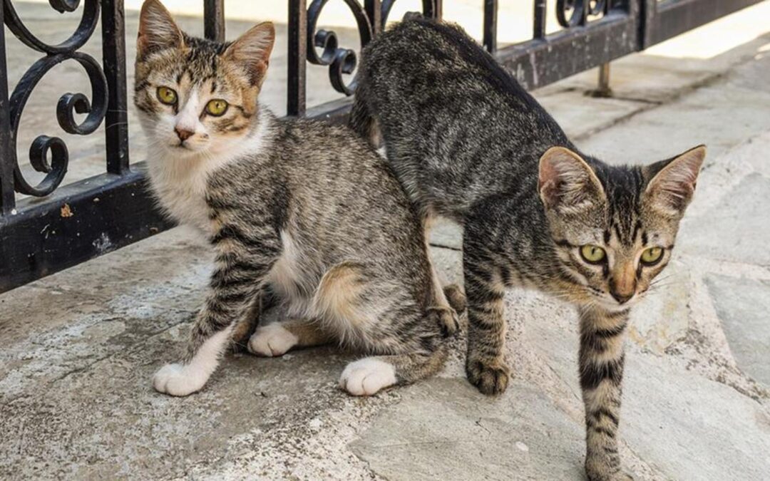 San Marino, 37 gatti scomparsi: “Situazione inquietante” – i consigli della segreteria di Stato