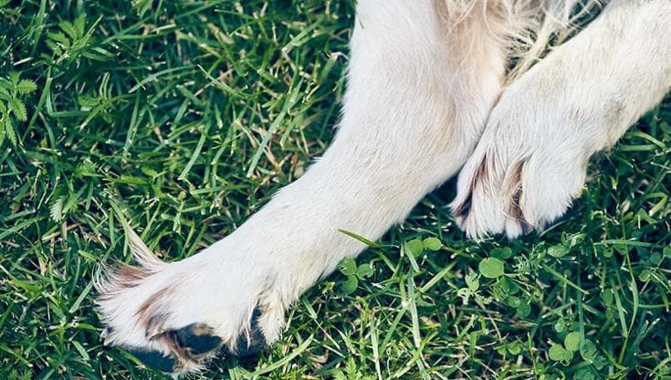 Rinviato a giudizio il cittadino sospettato degli avvelenamenti di cani: escluse responsabilità nei casi di Faetano