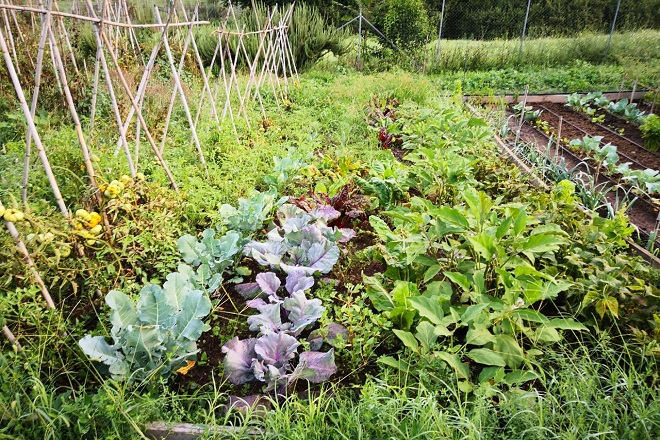 Aperto il bando 2025 per l’assegnazione degli orti sociali a Serravalle