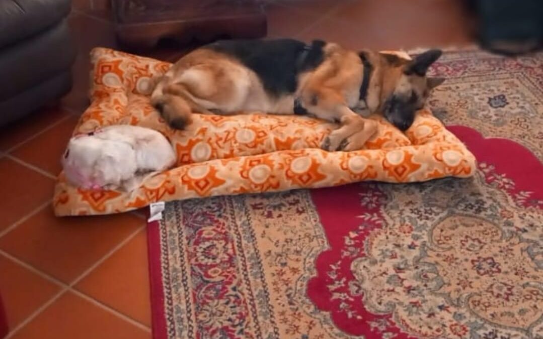 Dalla gabbia di un canile al rassicurante cuscino di un sofà: la storia di Bella e Sissy, amiche inseparabili