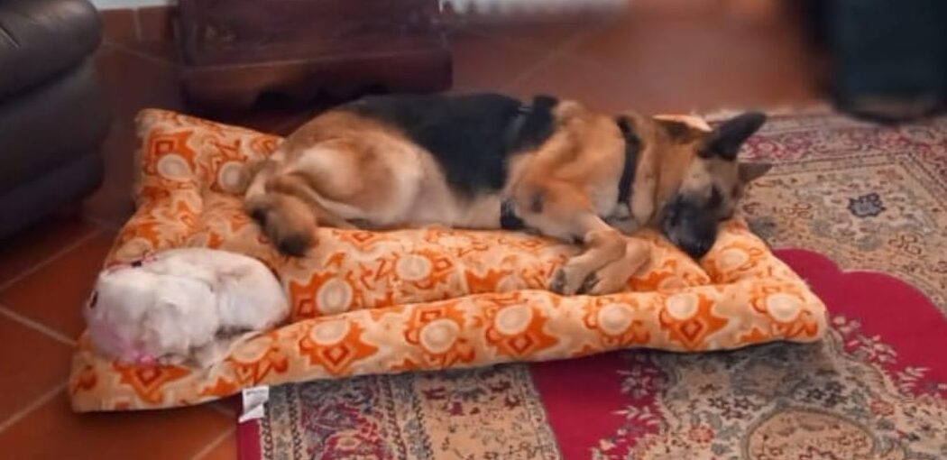 Dalla gabbia di un canile al rassicurante cuscino di un sofà: la storia di Bella e Sissy, amiche inseparabili