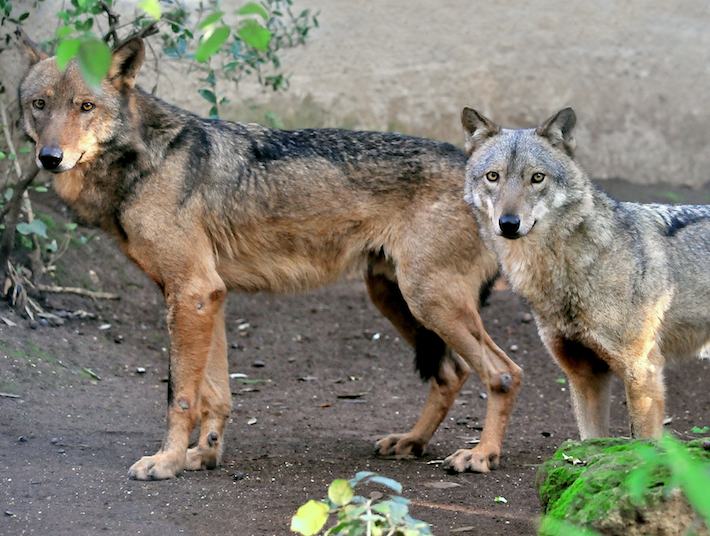 Nuovo attacco dei lupi a San Marino, tre capi sbranati in un’azienda agricola a Borgo Maggiore