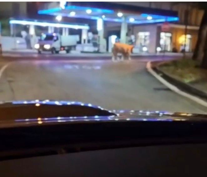 Mucca in fuga durante la transumanza: avvistata a Gualdicciolo, ricerche in corso – VIDEO