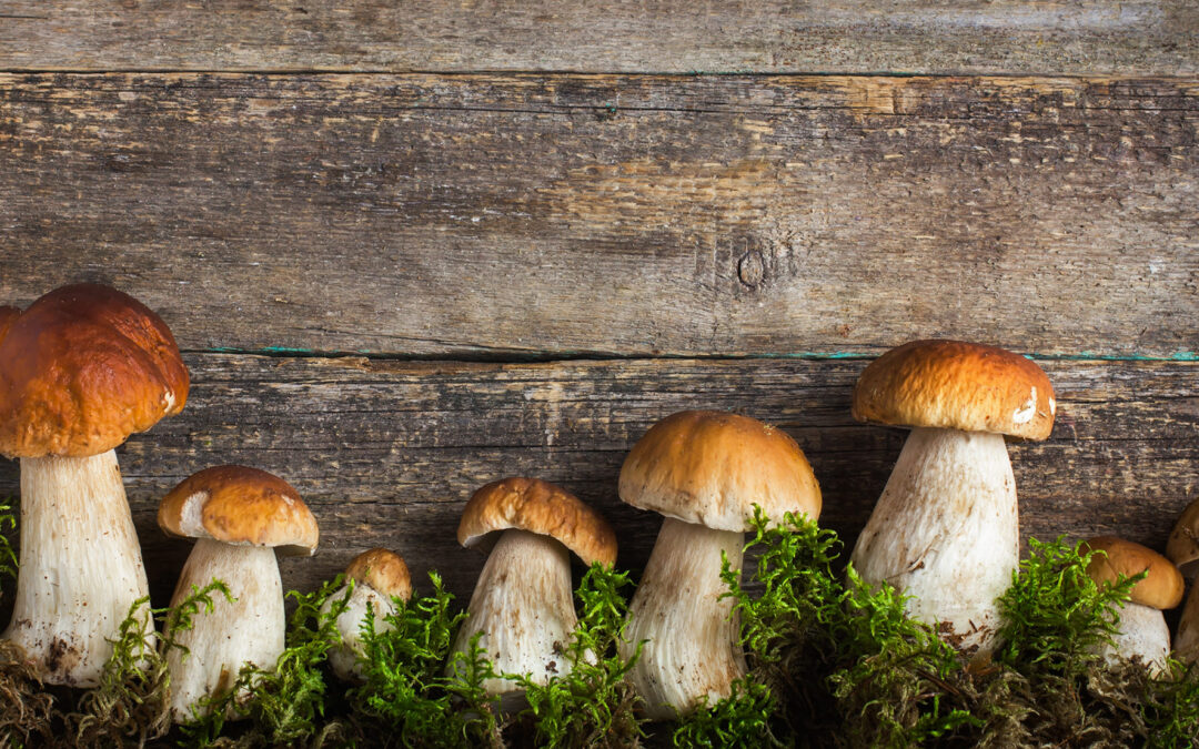 Funghi, attenzione alla raccolta: l’Istituto per la Sicurezza Sociale richiama all’importanza dei controlli presso l’Ispettorato Micologico