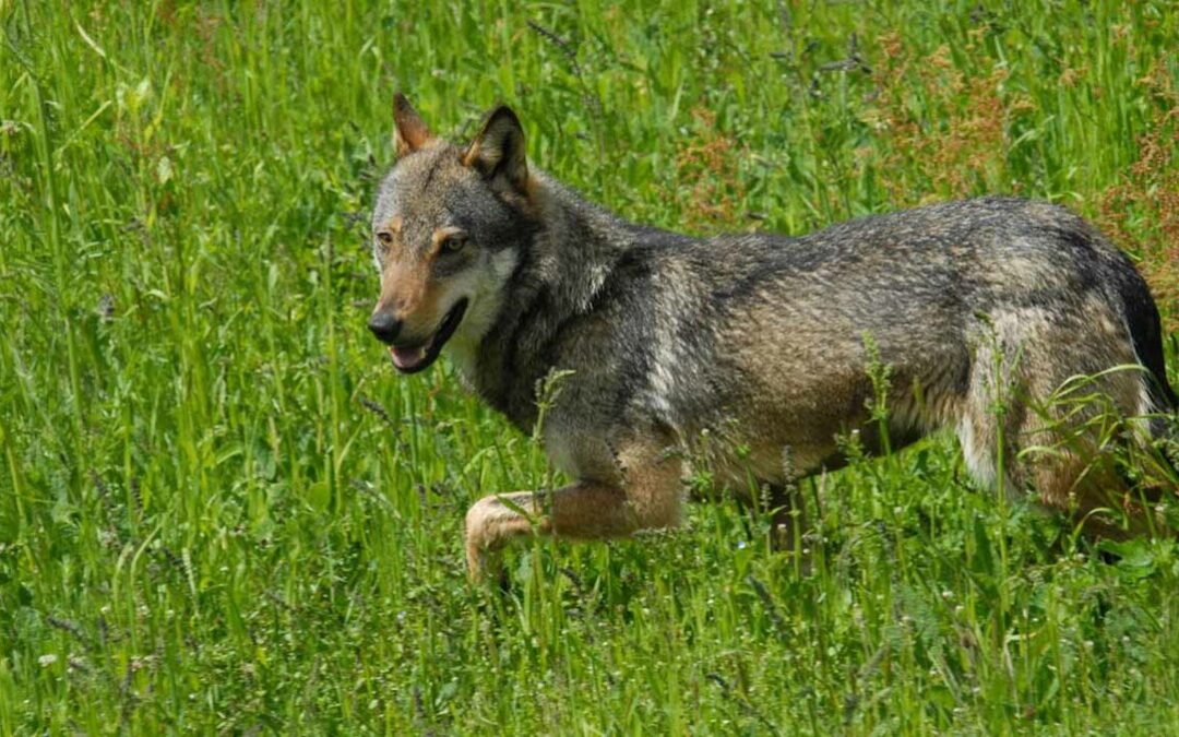 Attacco di lupi al podere Ginestra: due asini sbranati e uno ferito
