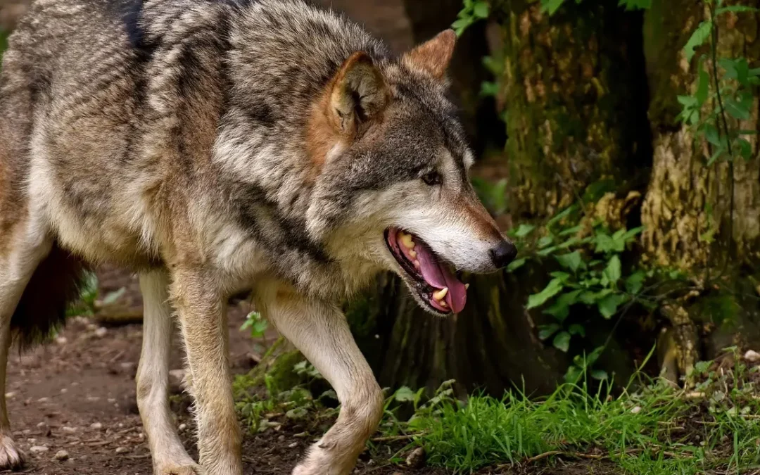 Nuovi avvistamenti di lupi a Domagnano e primo confronto ufficiale sull’emergenza faunistica