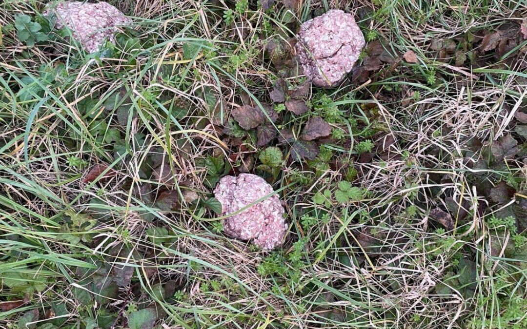 Allarme per bocconi sospetti a Dogana: segnalazioni in Strada Caiese