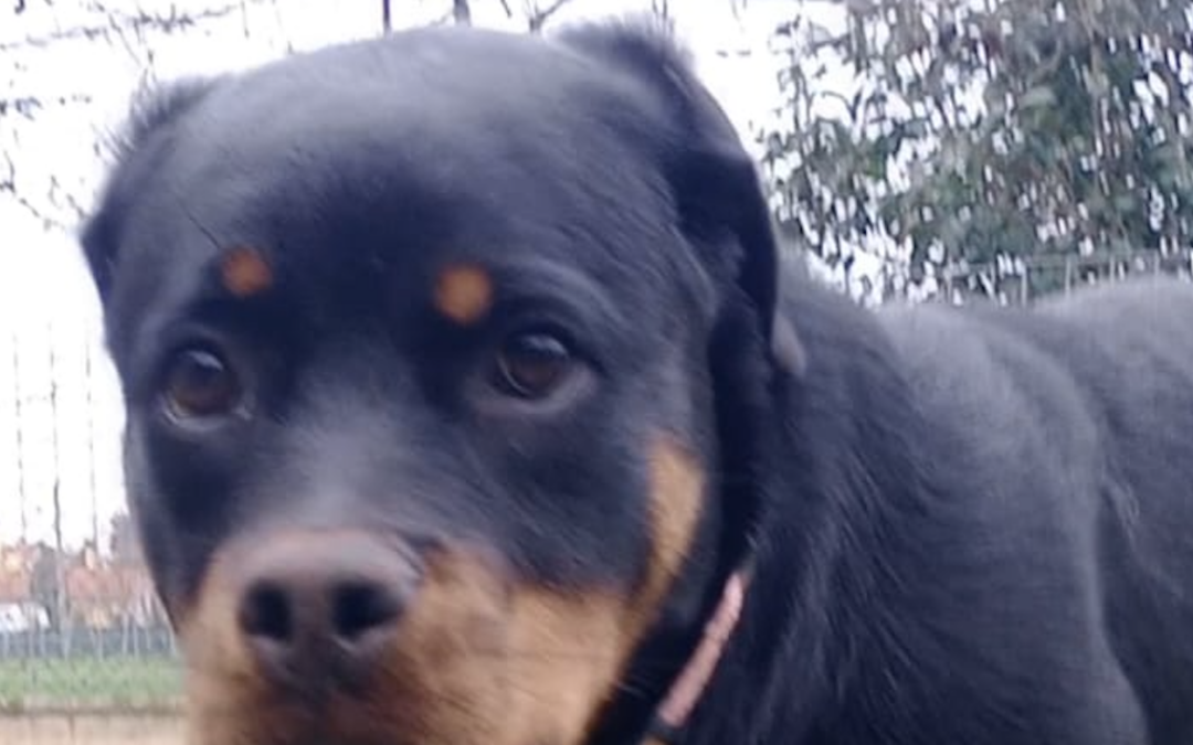 Rottweiler sequestrato dopo quattro giorni di abbandono in un residence di Marina Centro