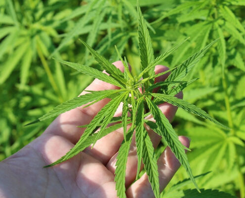 Marijuana e diritti: la Corte Suprema degli Stati Uniti chiamata a tracciare i nuovi confini tra libertà civili e sicurezza