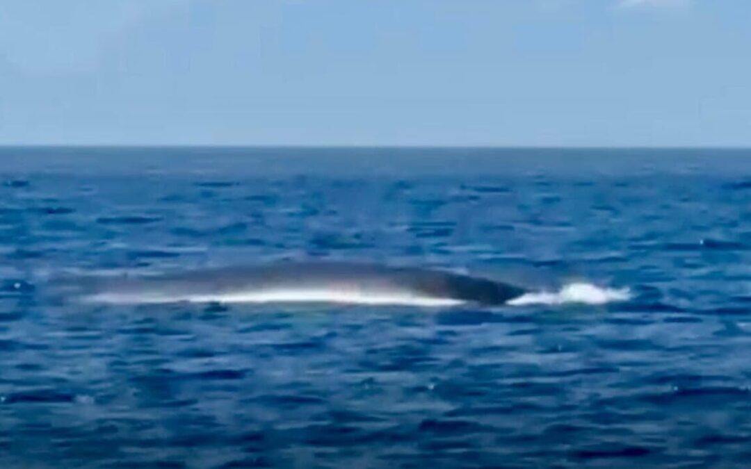 Una balena gigante spunta al largo della Romagna