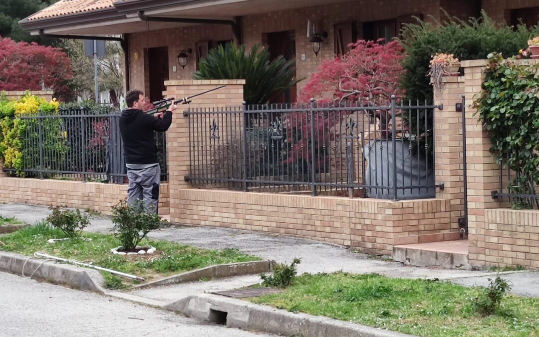 Scappa un vitellino da un allevamento: interviene la polizia