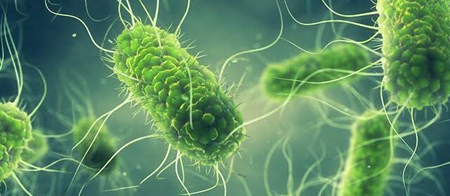 Usa, aumentano i focolai alimentari: epidemie e richiami mentre calano i controlli