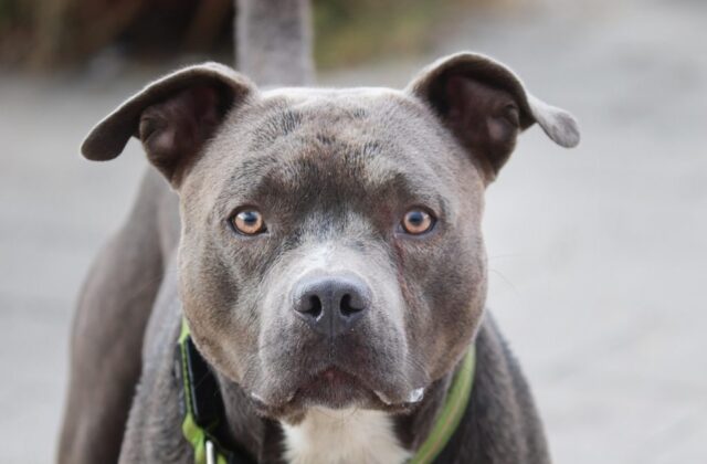 Pitbull si libera dal guinzaglio e azzanna un cagnolino in via Giacomini