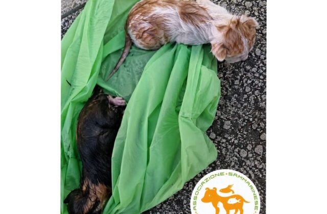 Kittens sealed in a bag and dumped in the trash: APAS to file complaint, calls for CCTV footage to be checked