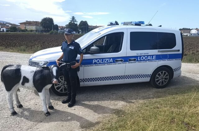 Il vitellino rubato torna a casa: ritrovato sotto una quercia