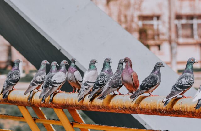 San Marino bans feeding pigeons across the entire territory
