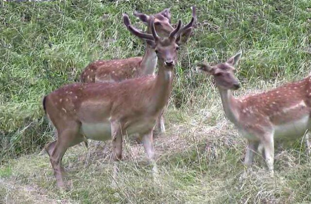 Montecchio, four deer escape enclosure: investigation into hole in fence