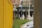 Scontri tra ultras fuori dallo stadio di Cattolica: scattano 16 Daspo, uno per otto anni