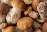 Funghi, riapre l’Ispettorato Micologico: controlli gratuiti per i cittadini