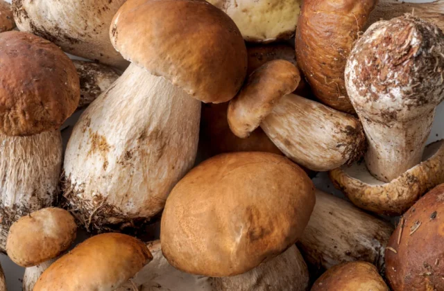 Funghi, riapre l’Ispettorato Micologico: controlli gratuiti per i cittadini