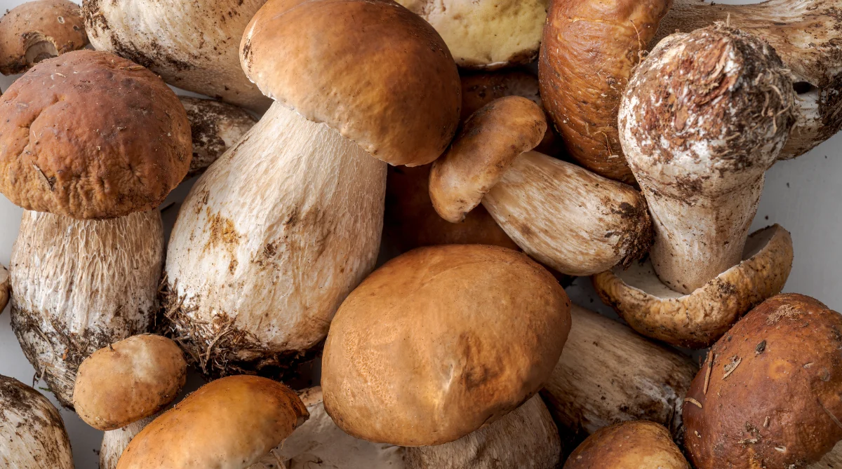 Funghi, riapre l’Ispettorato Micologico: controlli gratuiti per i cittadini
