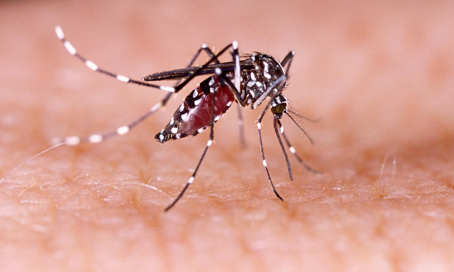 Caso di Dengue a Rimini, trattamenti straordinari in due vie