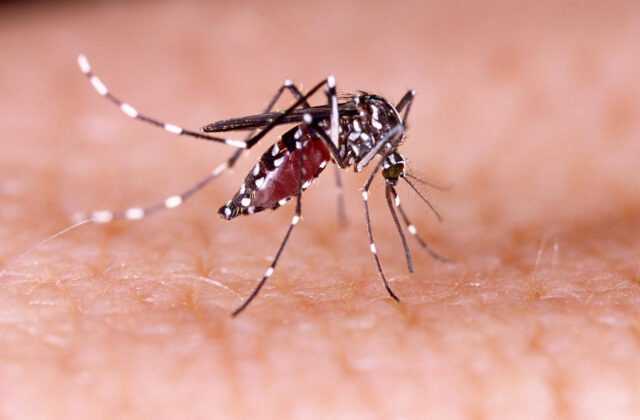 Caso di Dengue a Rimini, trattamenti straordinari in due vie