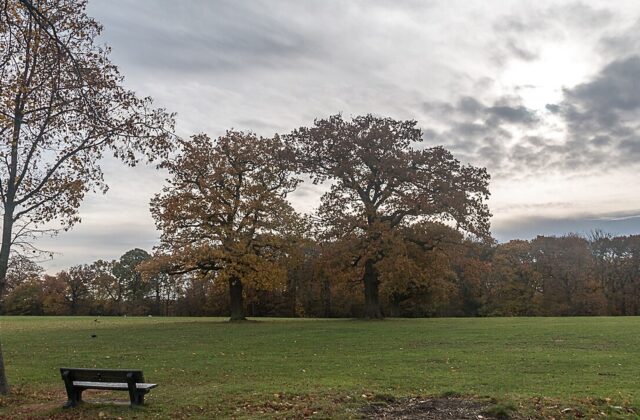England to plant half a million trees to combat drought and flooding