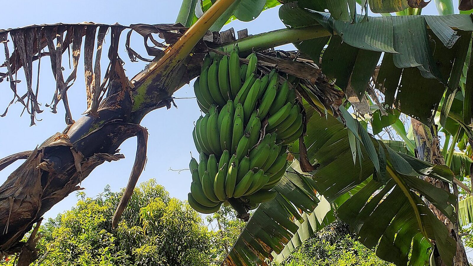 La banana che non annerisce, e perché conta per chi ha meno
