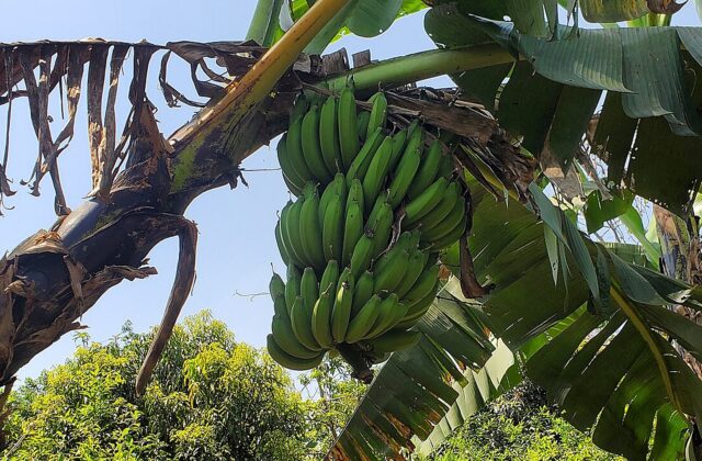 La banana che non annerisce, e perché conta per chi ha meno