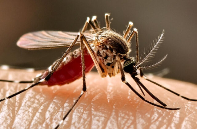 West Nile, virus trovato nelle zanzare in Emilia-Romagna: San Marino resta a basso rischio