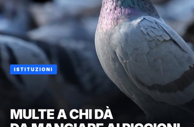 Piccioni, arrivano le multe a chi dà loro da mangiare