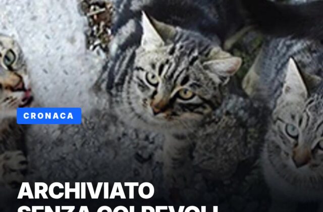 Gattini nel cassonetto: nessun colpevole, caso archiviato