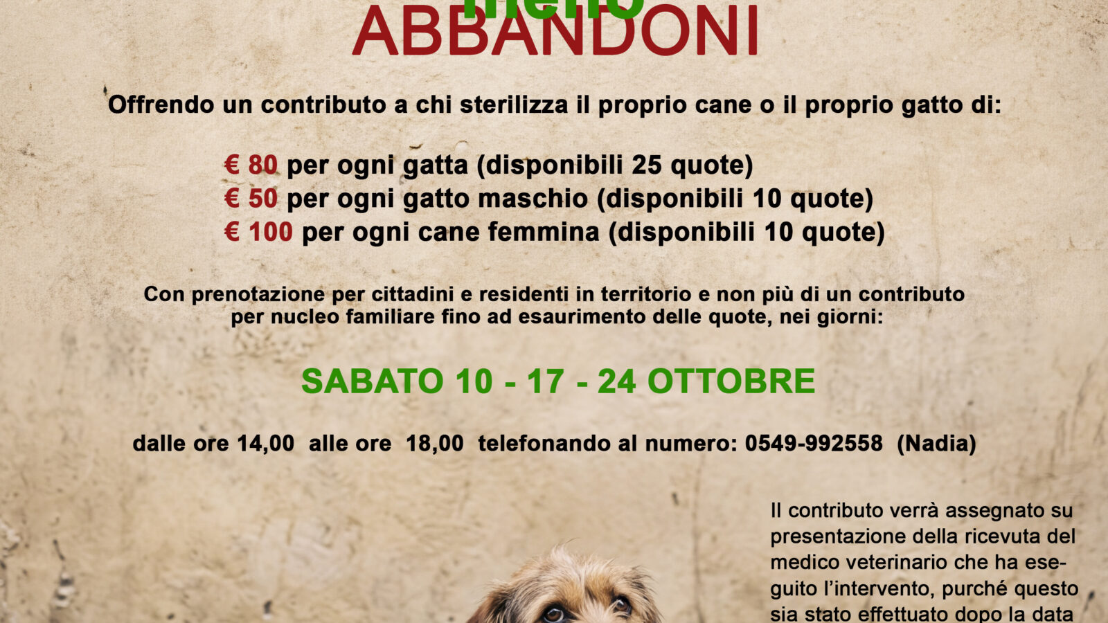 San Marino, contributi per sterilizzare cani e gatti: parte la campagna contro il randagismo
